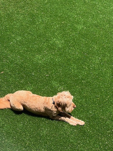 Pooperrific! - Photo 4