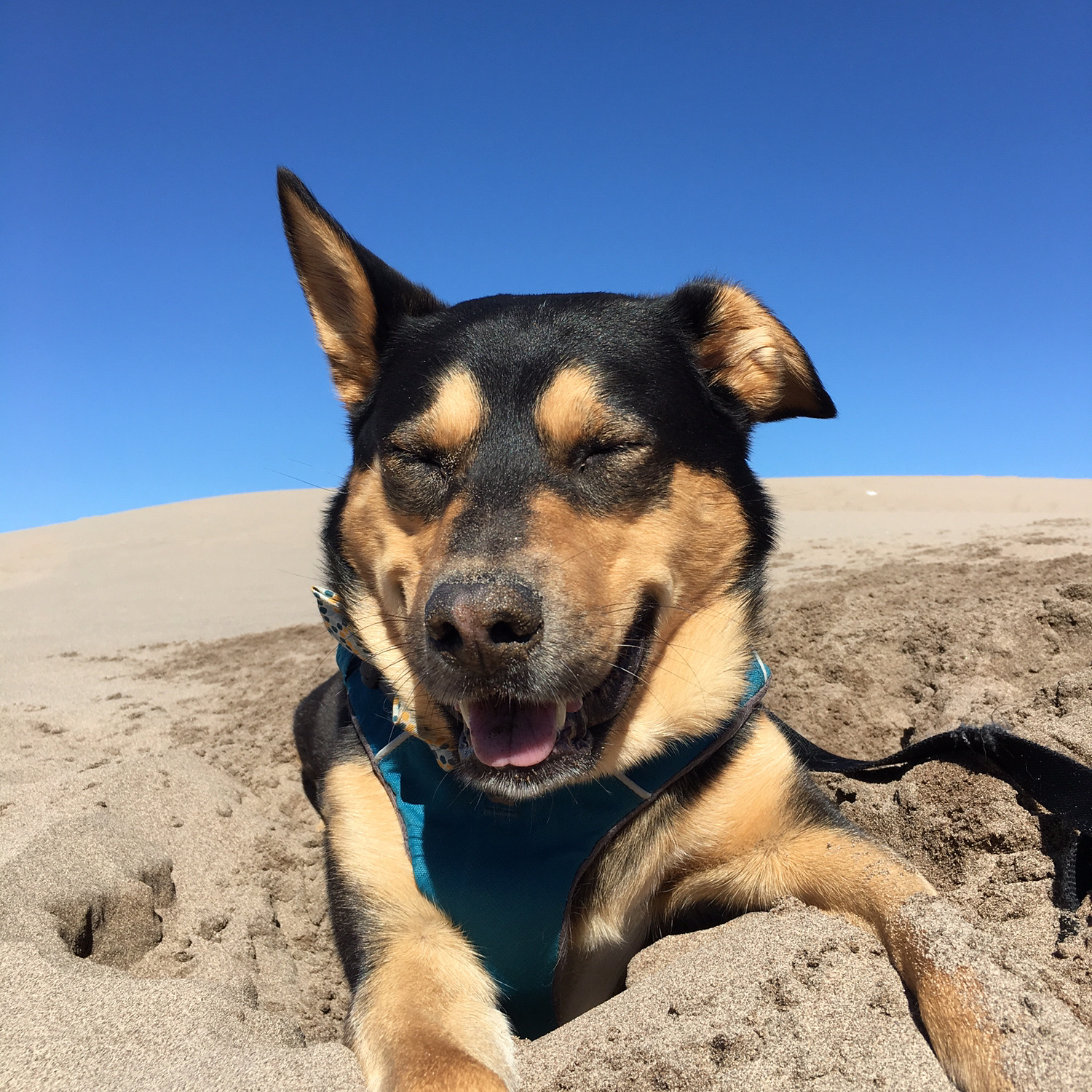 Happy Dogz dog waste removal