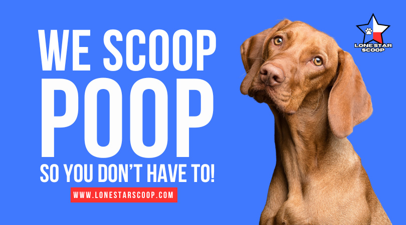 Lone Star Scoop - Photo 4