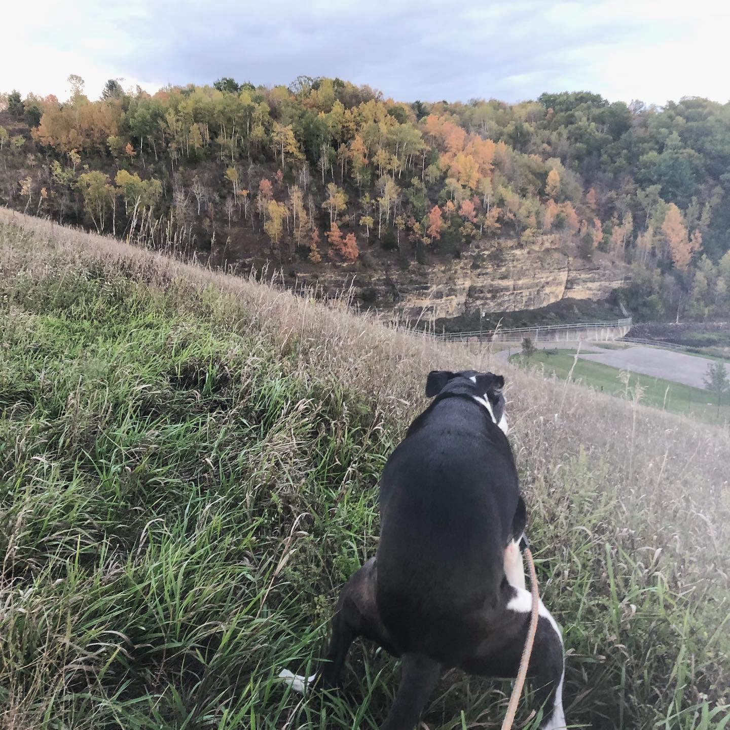 Pooch Dooty - Photo 3