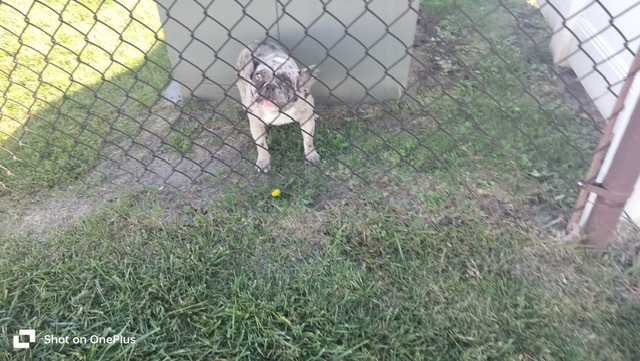 Poo Fessionals - Photo 4