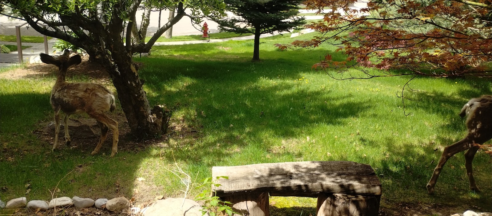 Pawsitive Utah - Photo 4