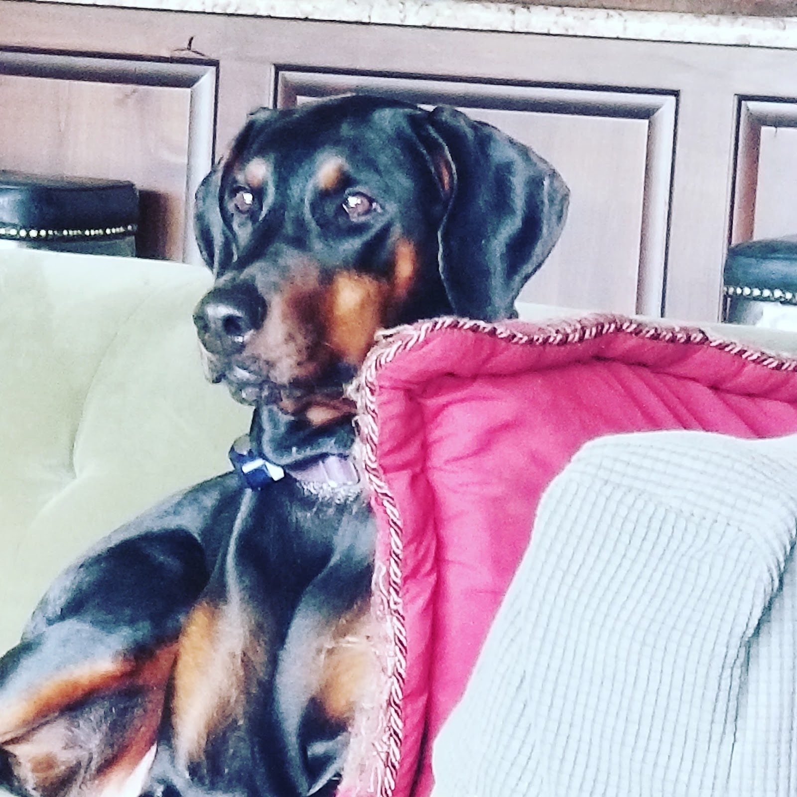 POOP 911 Austin - Photo 2