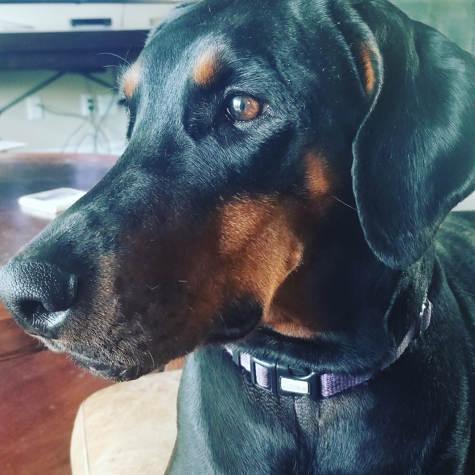 POOP 911 Austin - Photo 4