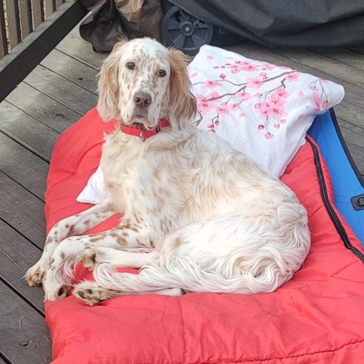 Prance Around Pet Services, Inc.