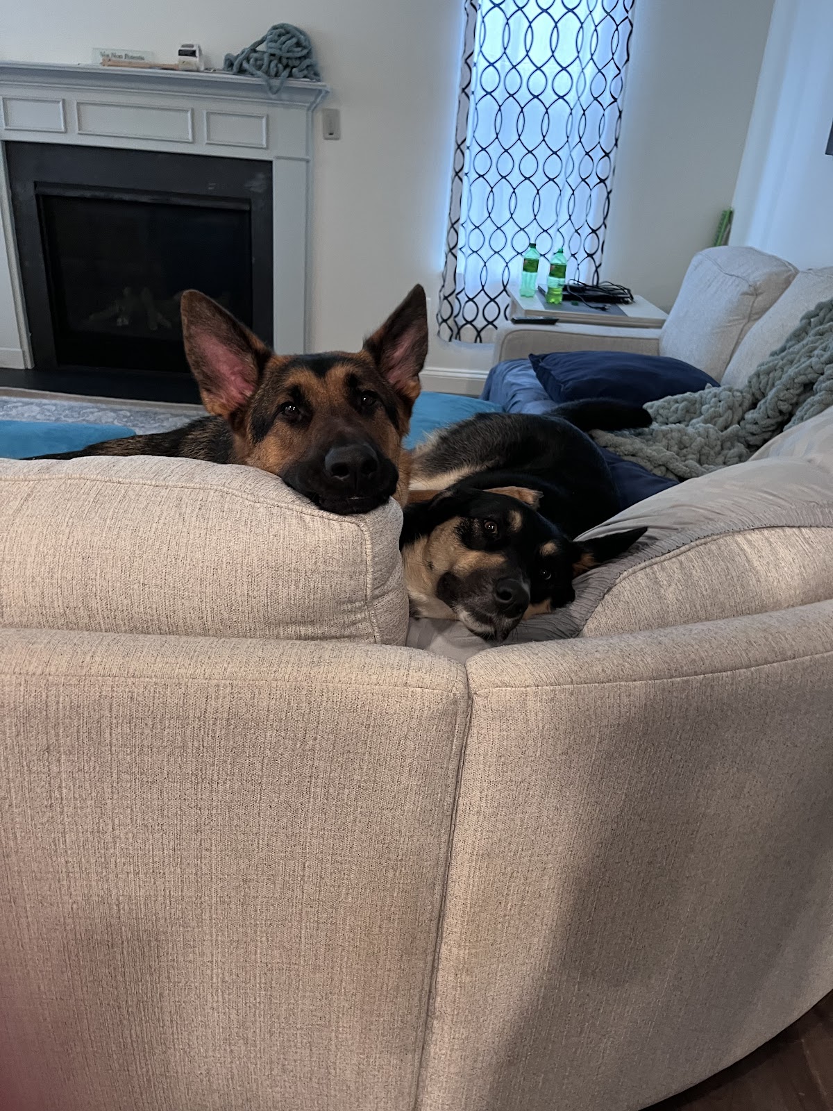 Prance Around Pet Services, Inc. - Photo 2