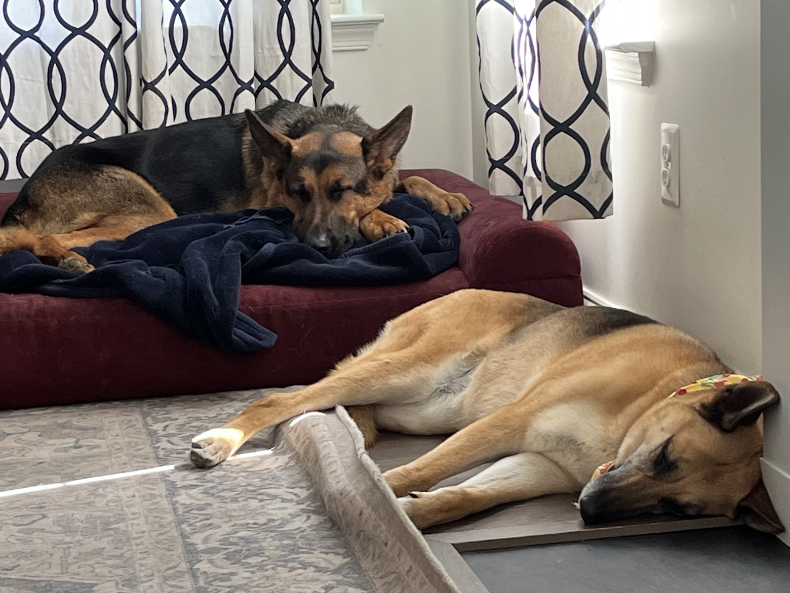 Prance Around Pet Services, Inc. - Photo 3