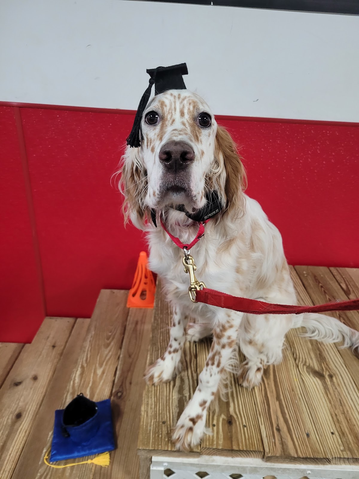 Prance Around Pet Services, Inc. - Photo 4