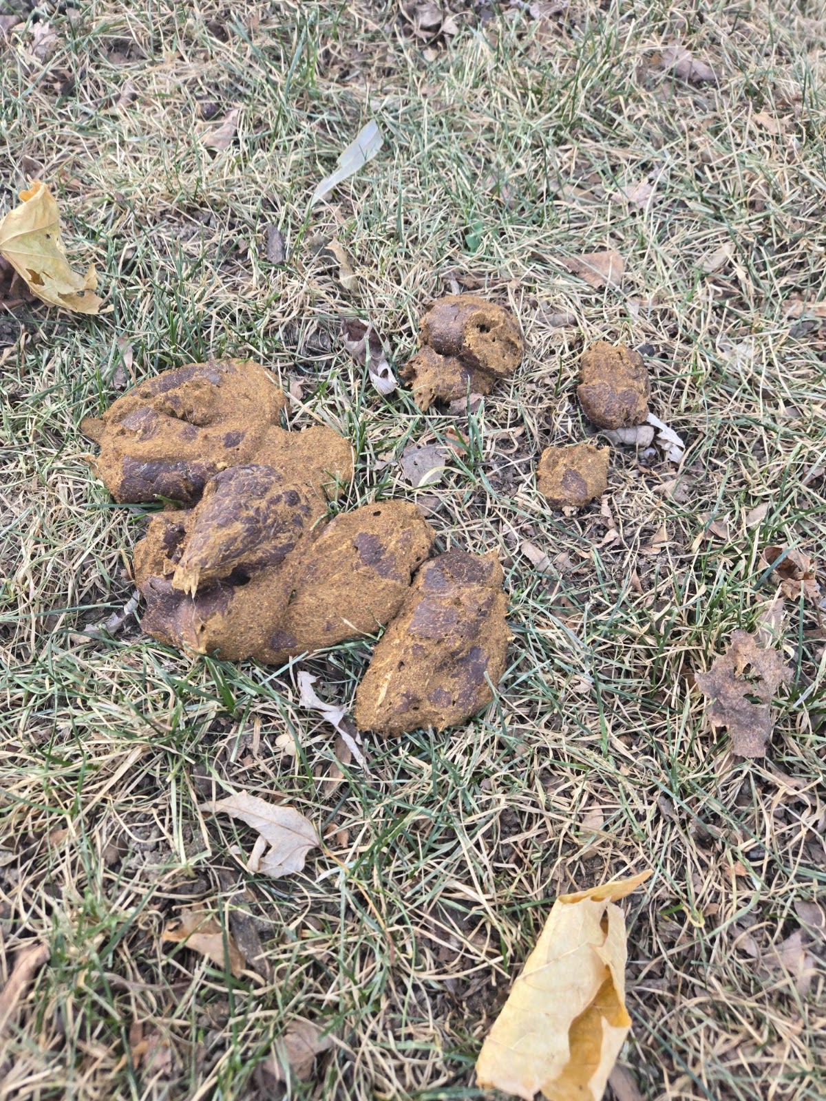 Turdminators Pet Waste Removal - Photo 4