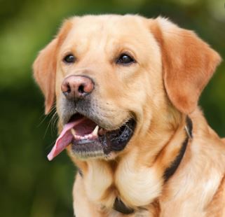 Waggin Tails Pet Waste Removal