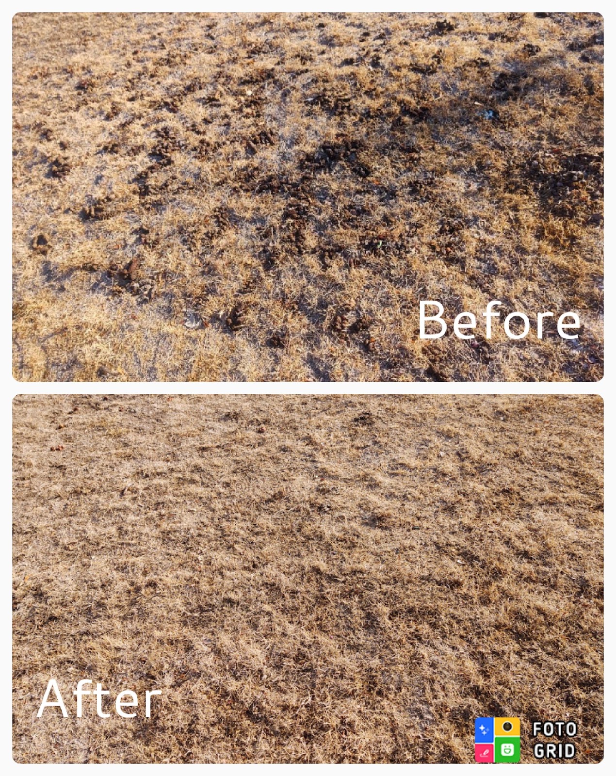 Doody Buddies Pet Waste Removal