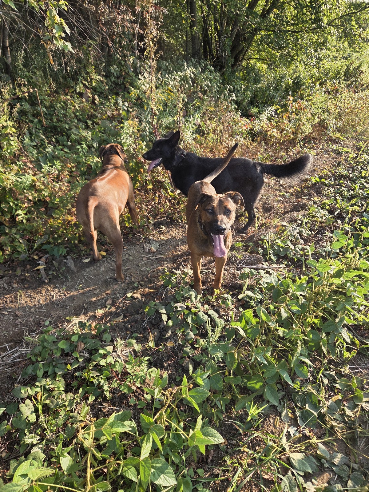 Mountain View Pet Waste Removal LLC - Photo 3