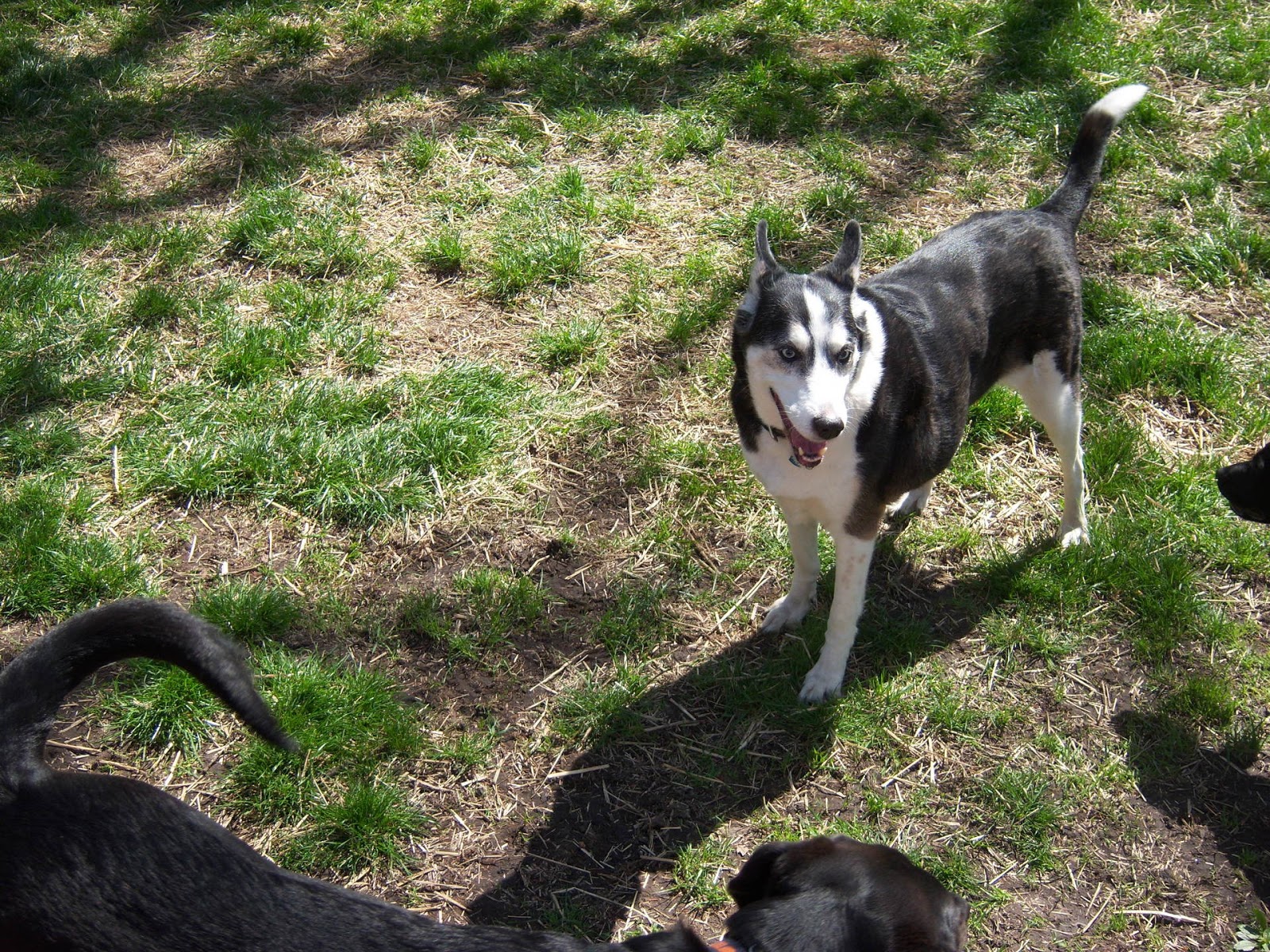 Jan's Poop Troop - Photo 2