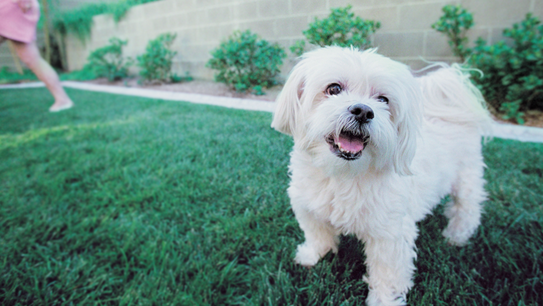 Jan's Poop Troop - Photo 3