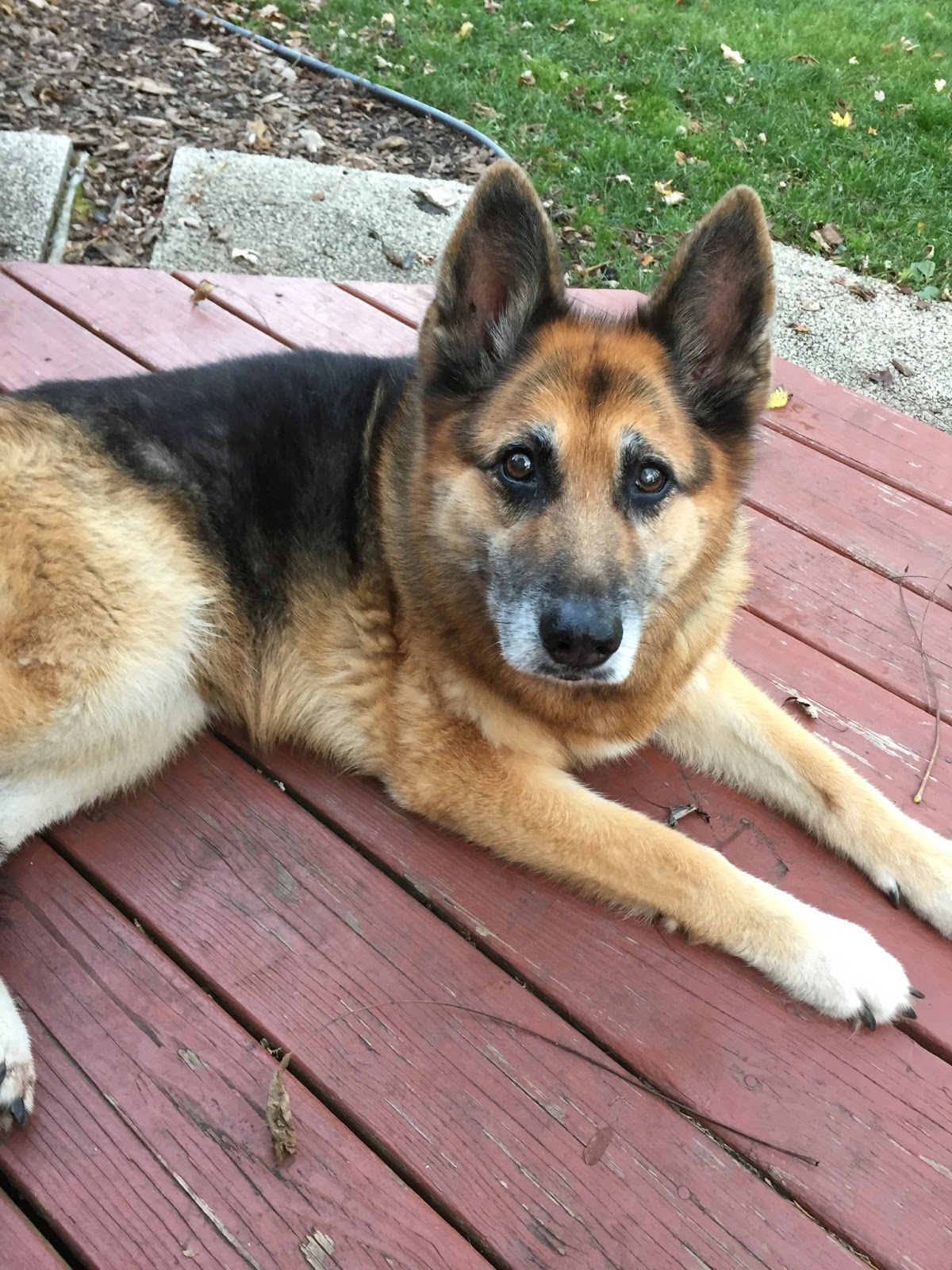 Jan's Poop Troop - Photo 4