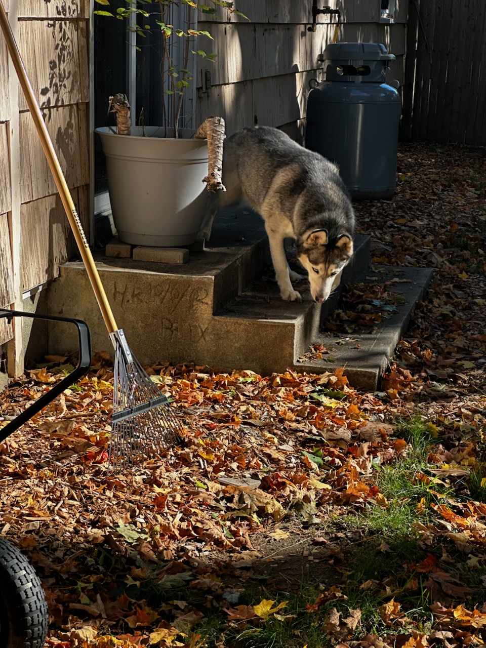 Spruce Scoop Dog Waste Removal - Photo 2