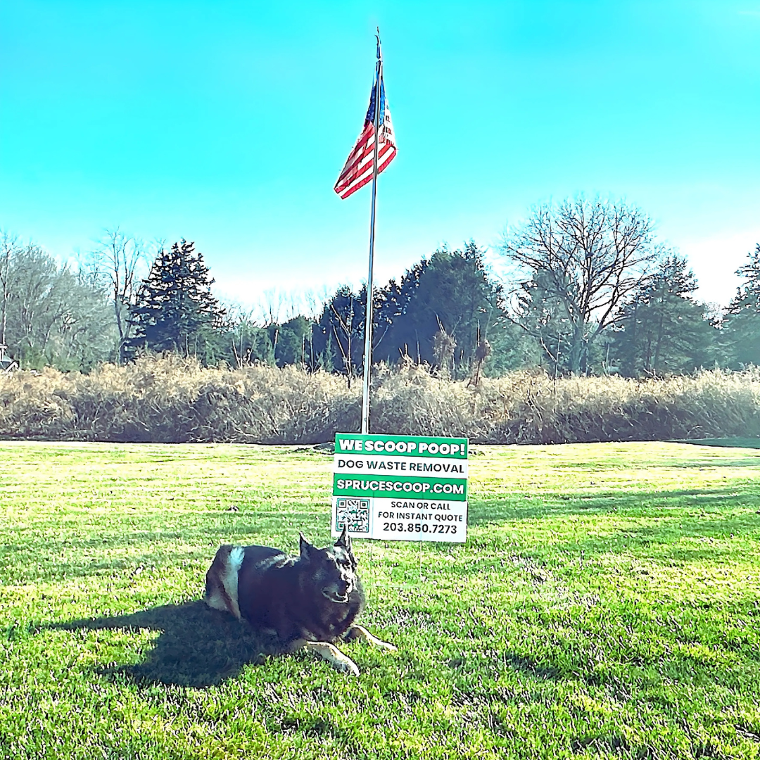 Spruce Scoop Dog Waste Removal - Photo 4