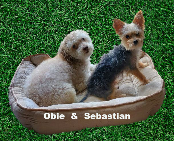 What's the Scoop? Pooper Scooper Service