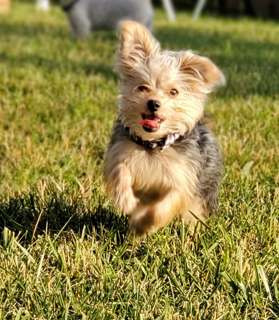 What's the Scoop? Pooper Scooper Service - Photo 2