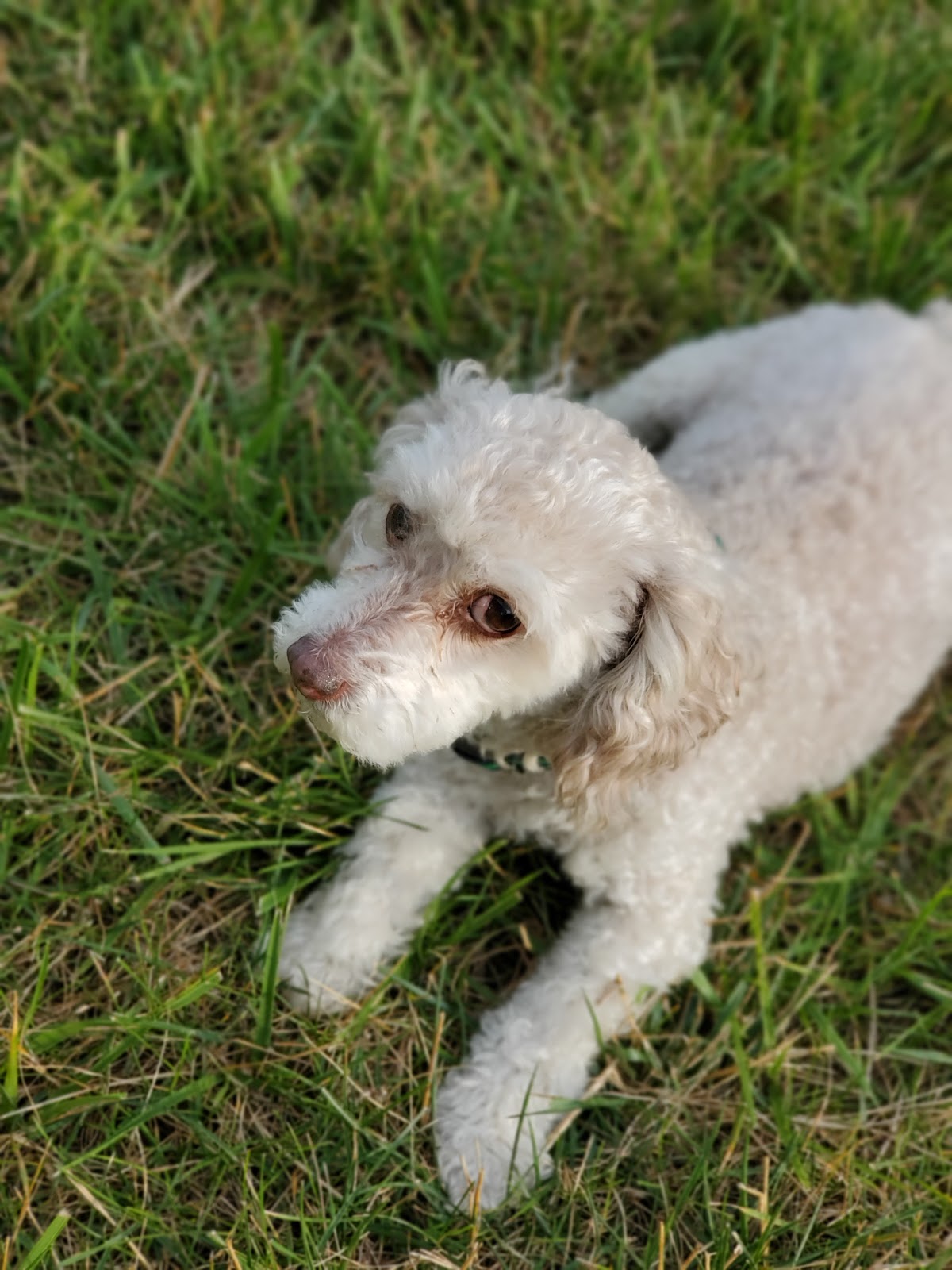 What's the Scoop? Pooper Scooper Service - Photo 3