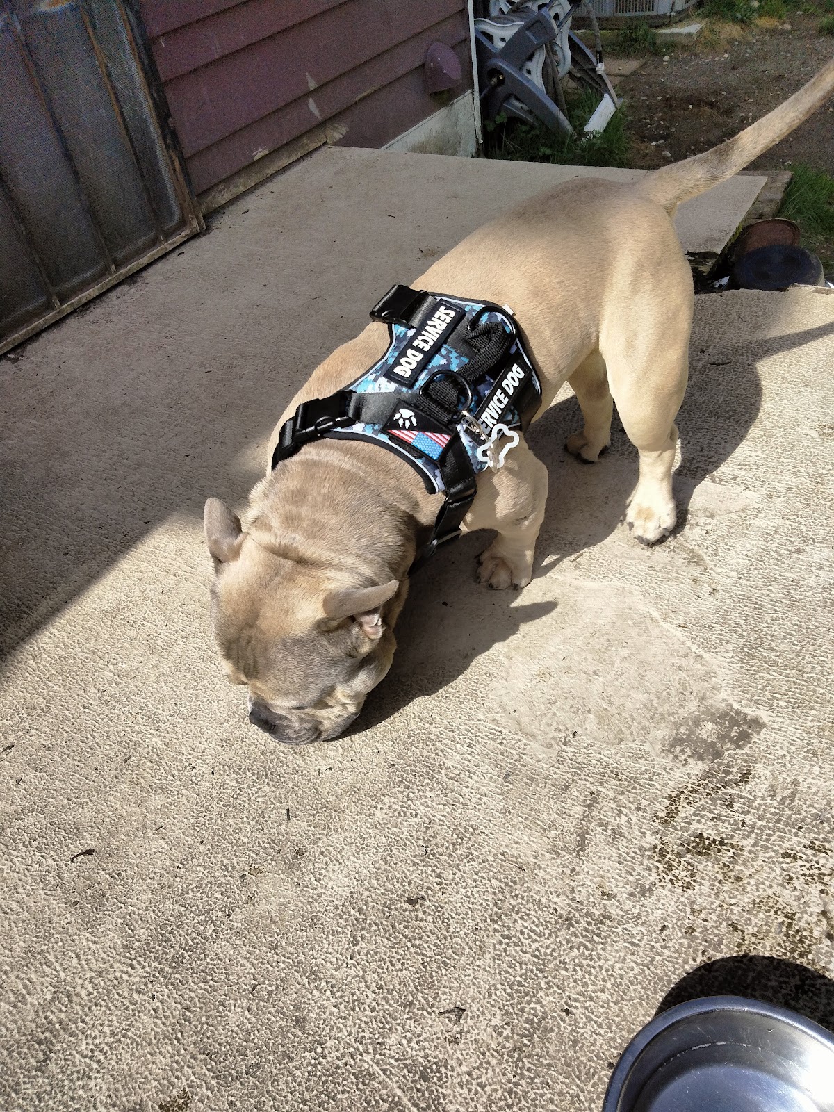 Swoop Scoop - Photo 4