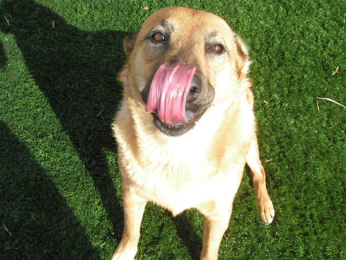 Happy Pets Poop Scoop