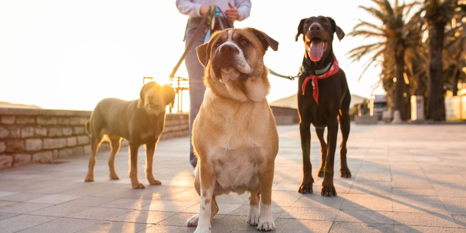 K9 Walk and Waste - Photo 2