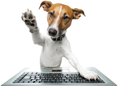 Clean Paw Dog waste removal - Photo 4