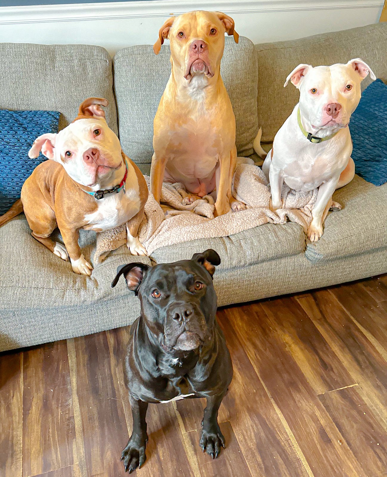 Michigan Scoopers - Photo 4