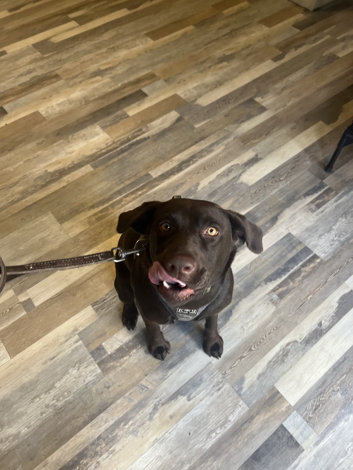 Dog Poop Removal by Austin - Photo 2