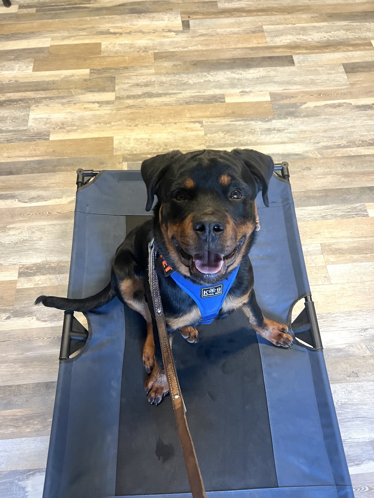 Dog Poop Removal by Austin - Photo 4