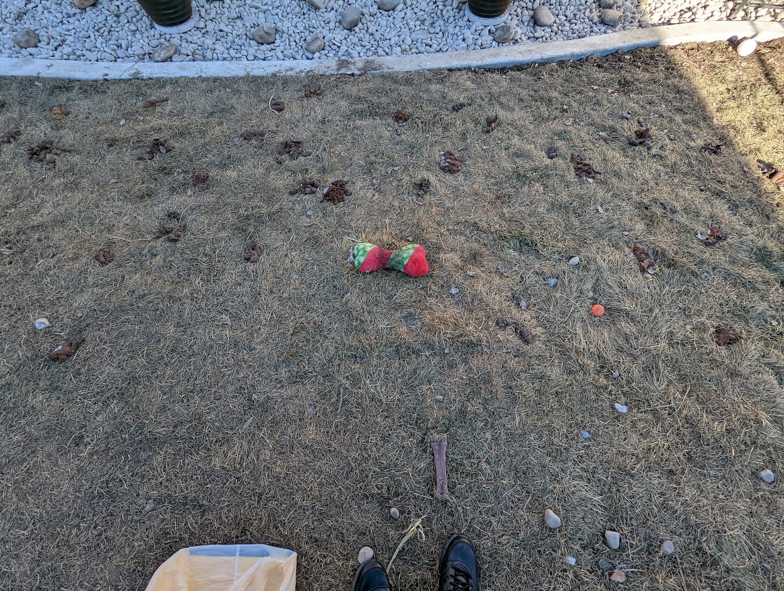 Baca's Poop Patrol - Photo 2