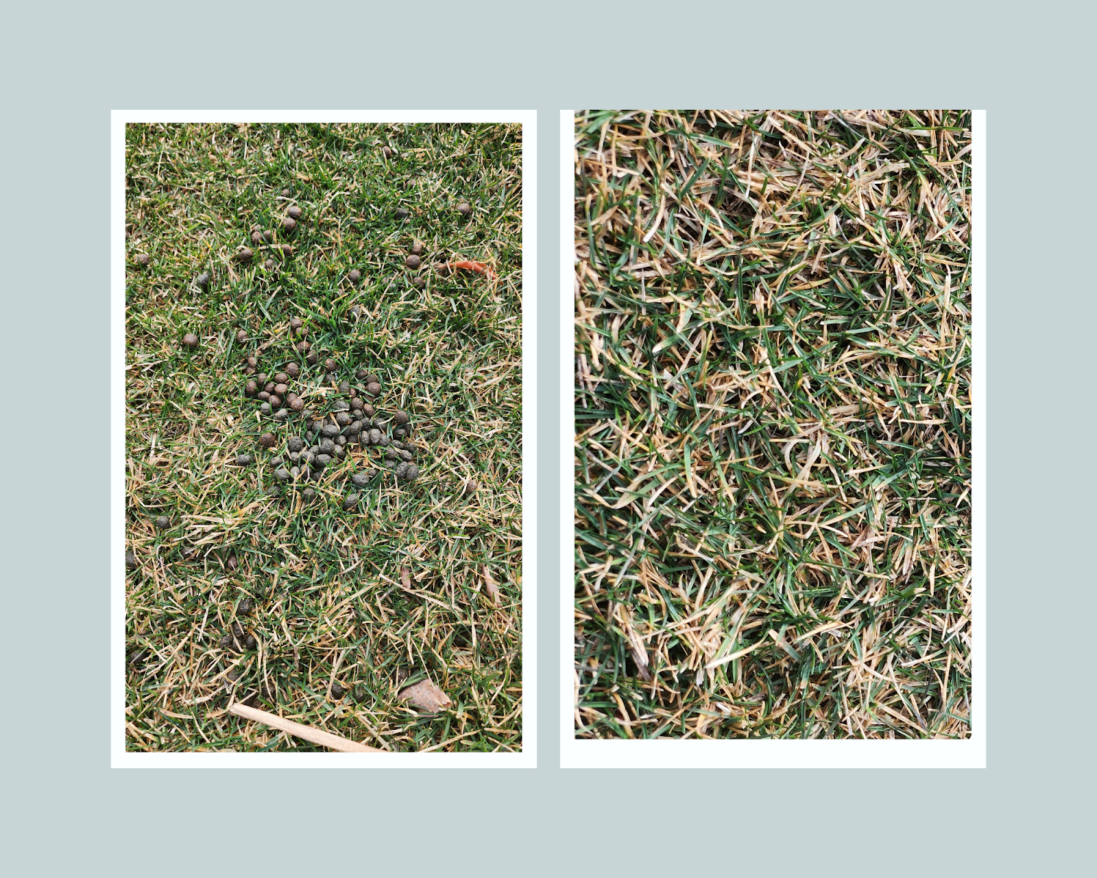 Baca's Poop Patrol - Photo 3