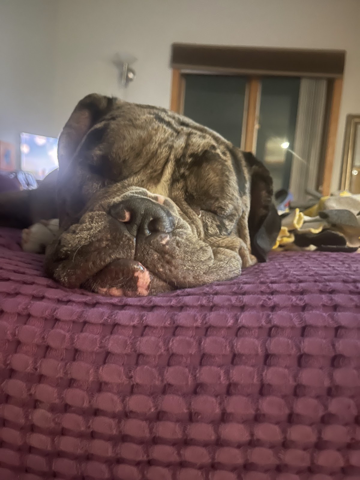 Chicago Dog Waste Removal Services (Dog Pooper Scooper and Dog Poop Cleanup ) - Photo 3