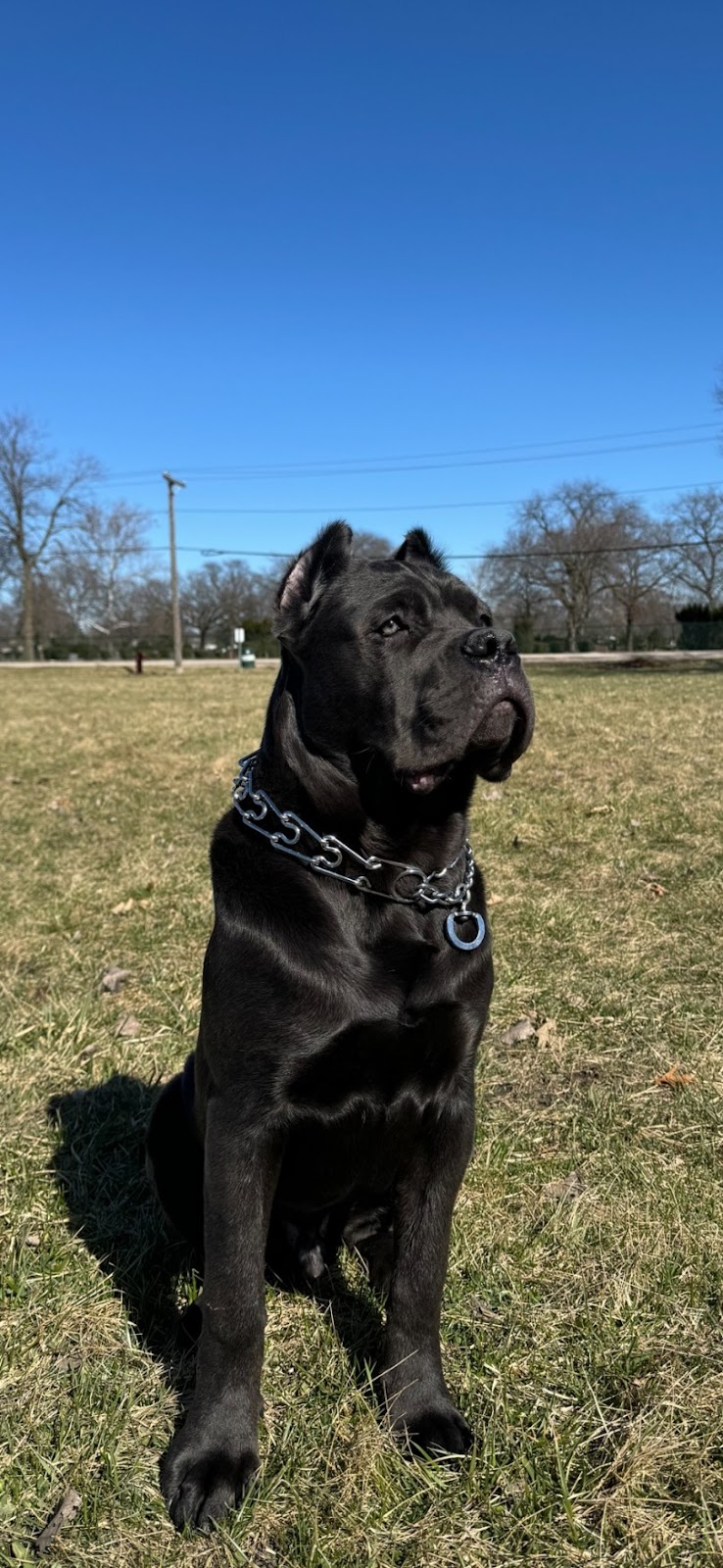 Chicago Dog Waste Removal Services (Dog Pooper Scooper and Dog Poop Cleanup ) - Photo 4