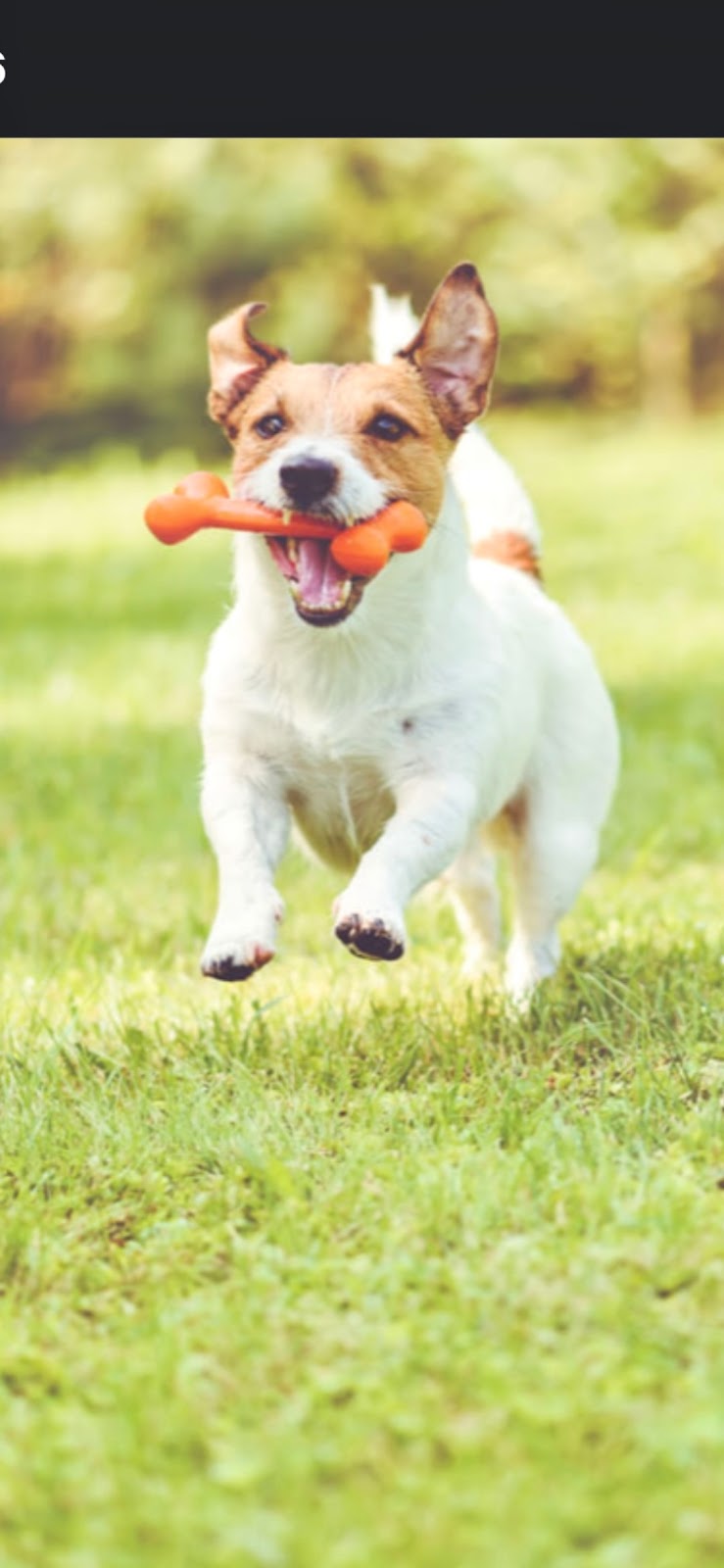 Poopsie Daisy LLC - Photo 2