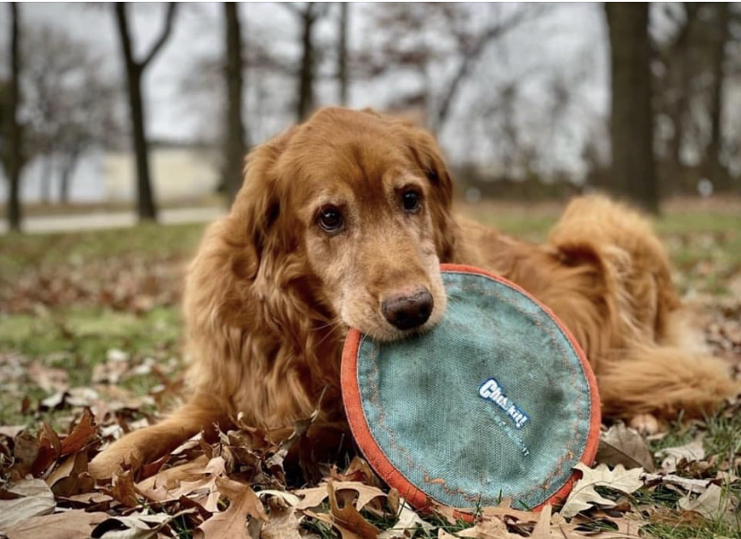 Turd Burglars Pet Waste Cleanup Service - Photo 3