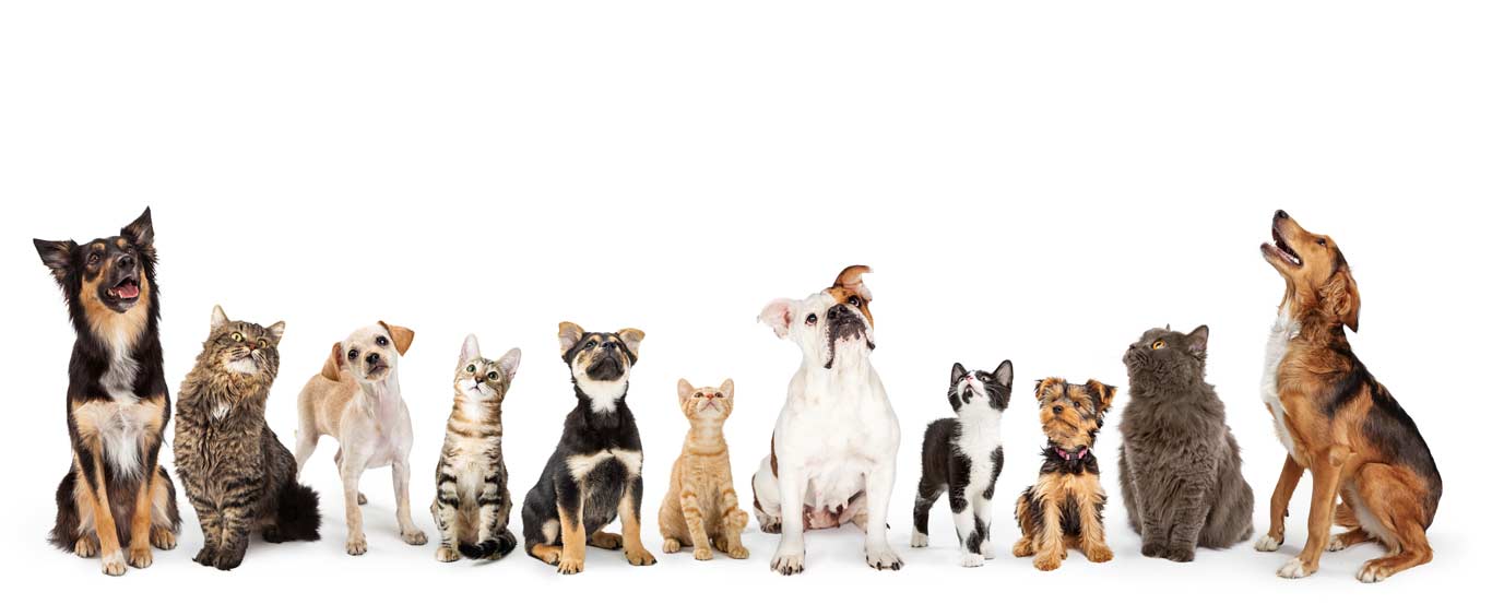 Chewys Poop Scooping Corp.