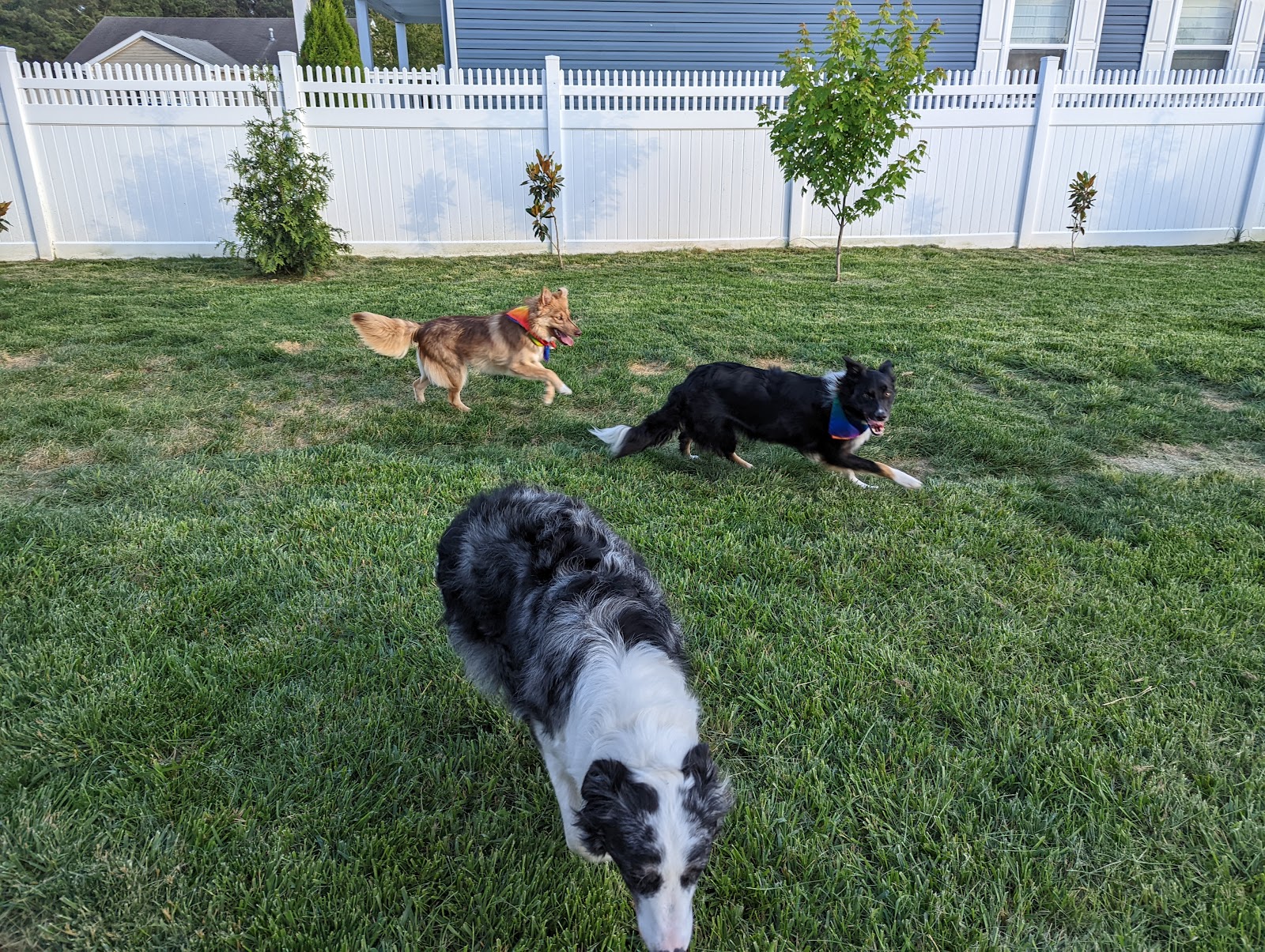 Doggie Doo-Doo Disposal Services, LLC