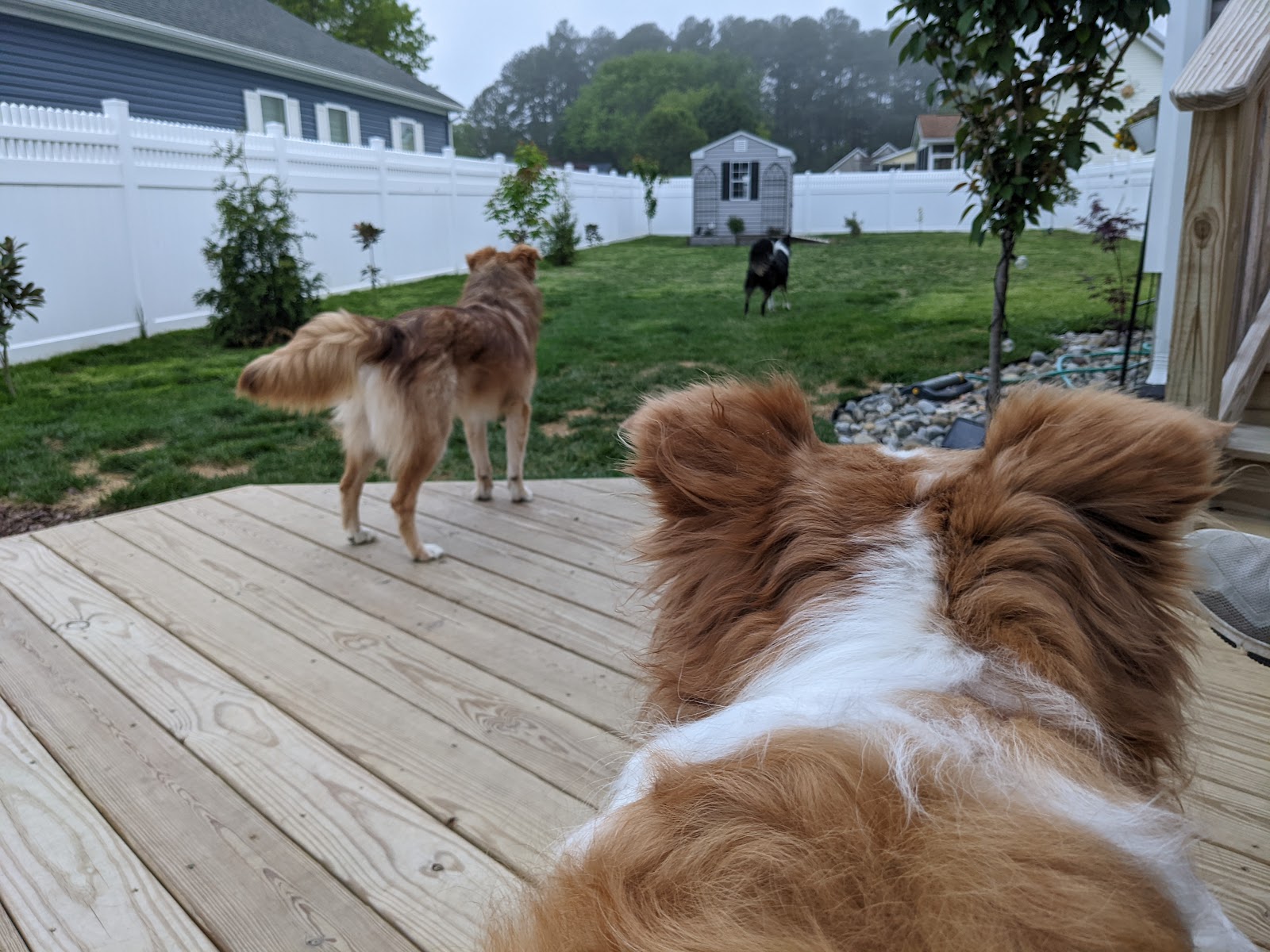 Doggie Doo-Doo Disposal Services, LLC - Photo 2