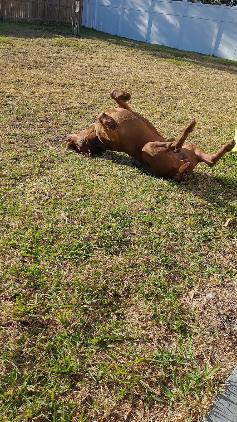 Scoop Doozy - Photo 2