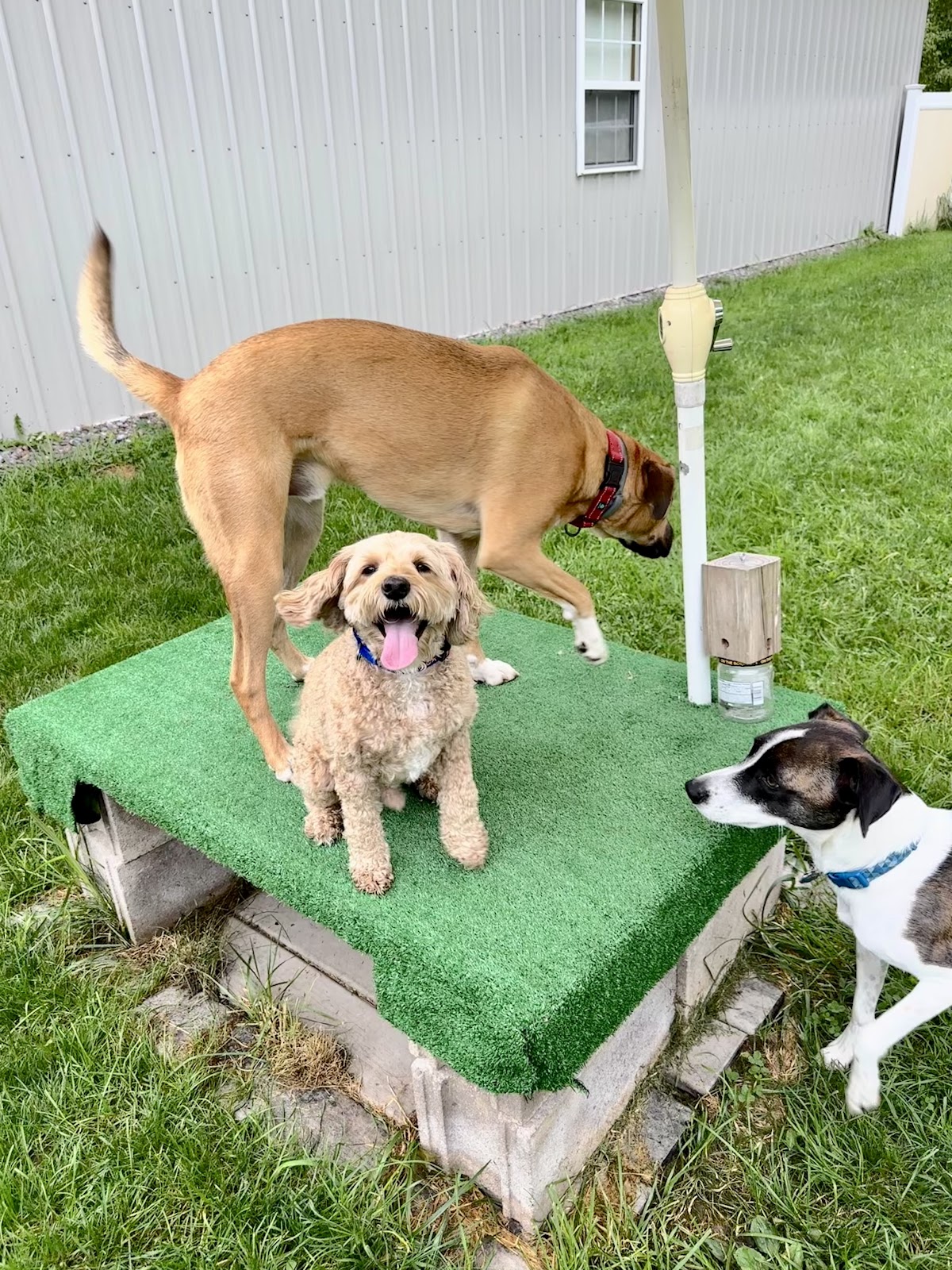 Dog Doody Duty - Photo 2