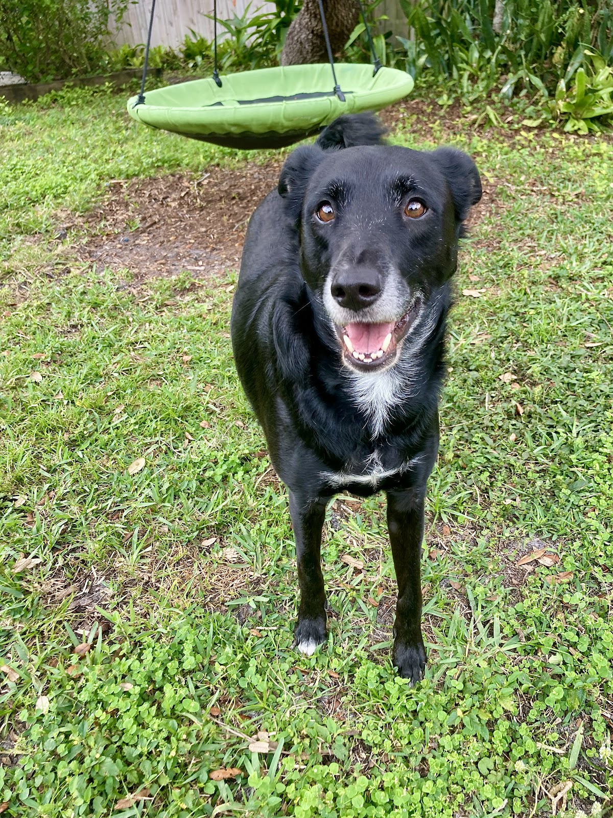 Bouse Pet Waste Removal - Photo 2