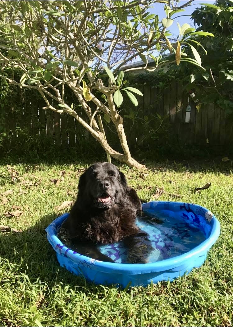 Bouse Pet Waste Removal - Photo 4