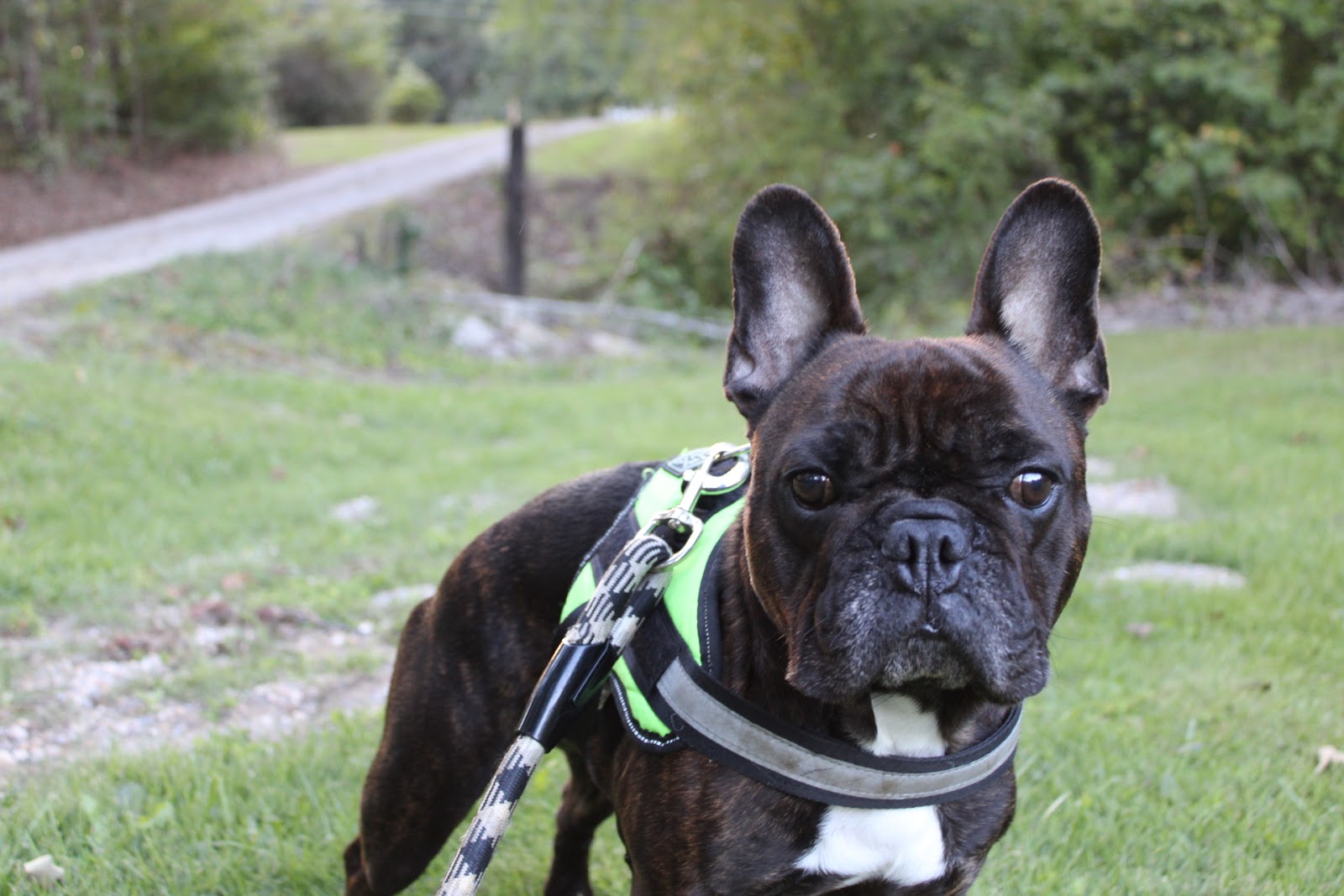 Poop Be Gone - Alabama's Pet Waste Disposal - Photo 4