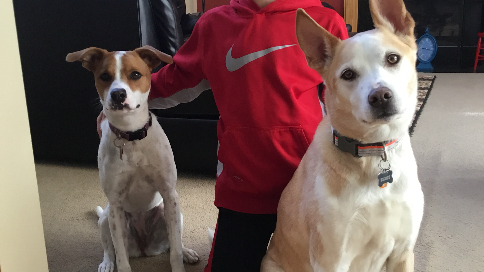 Ryden’s Dog Poop Clean Up - Photo 2