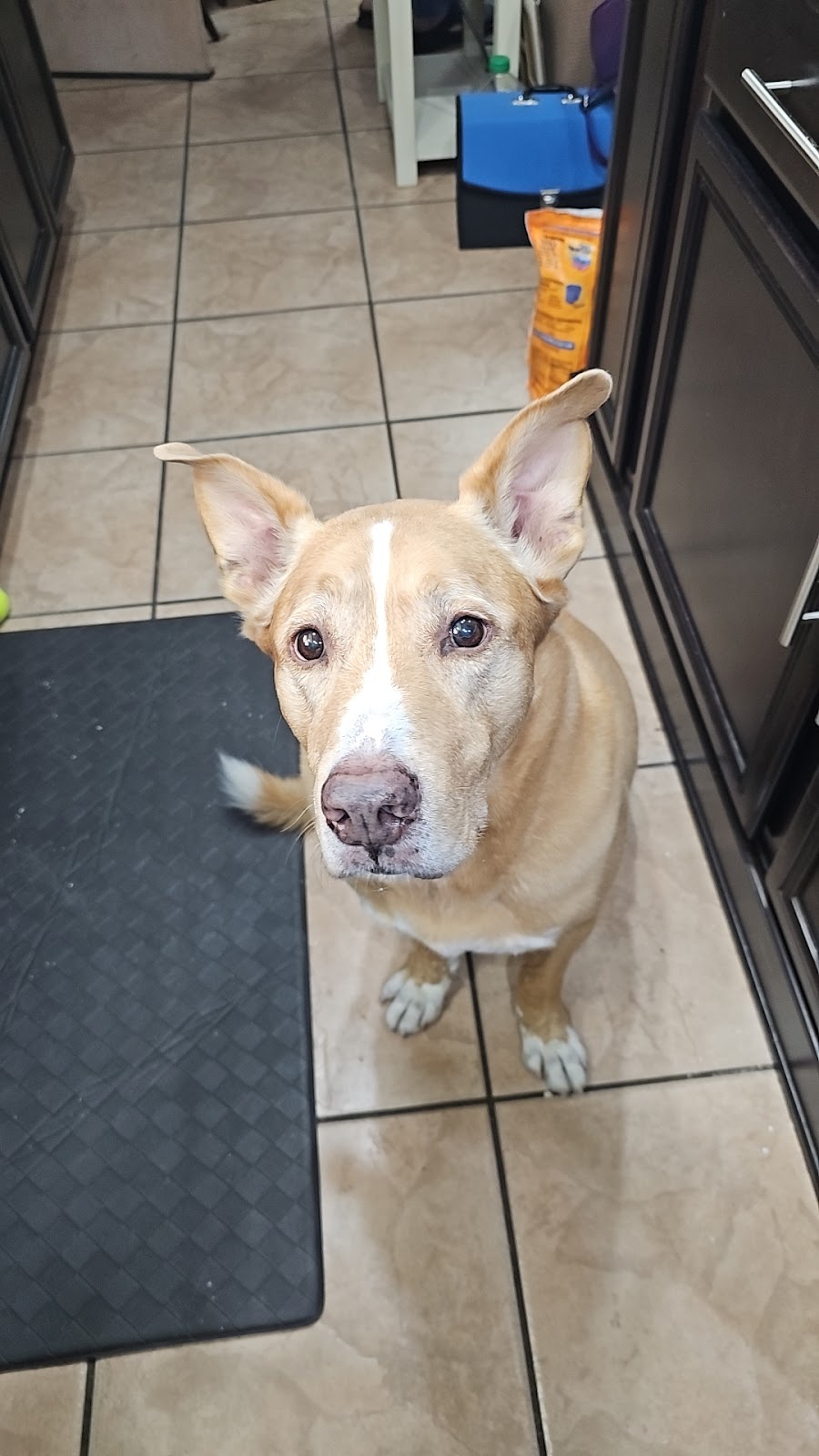 I HEART POOP PET POOP REMOVAL - Photo 4