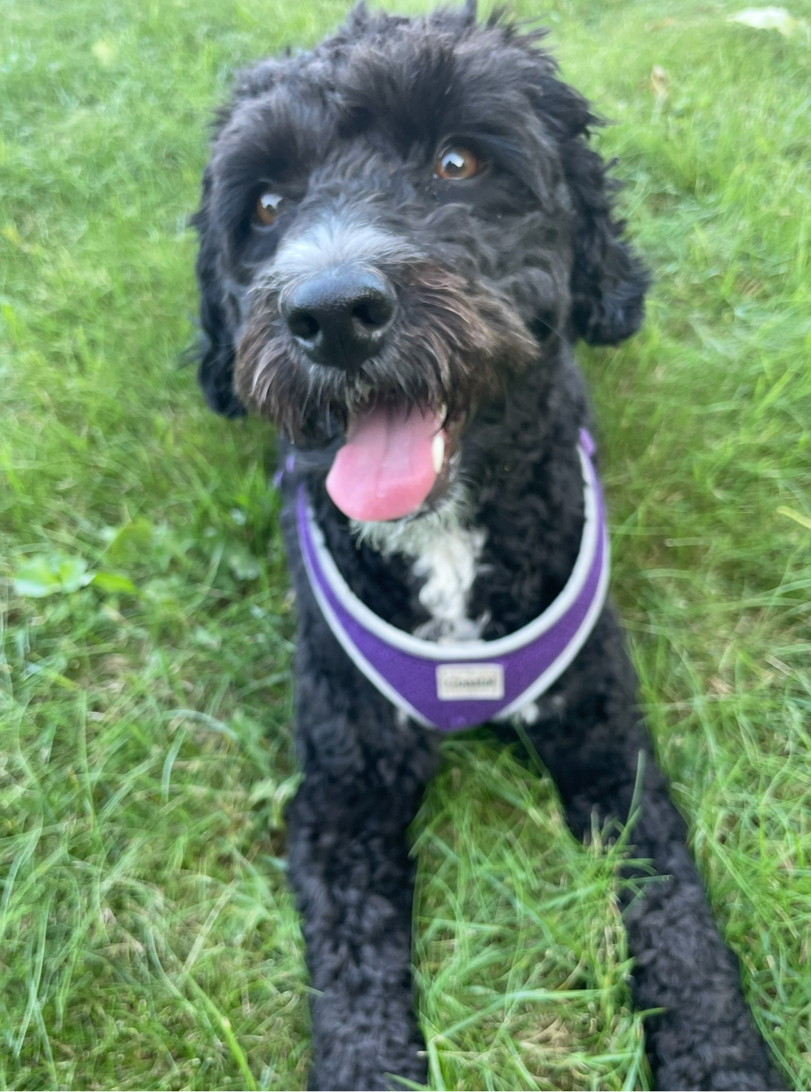 Happy Paws Pet Services