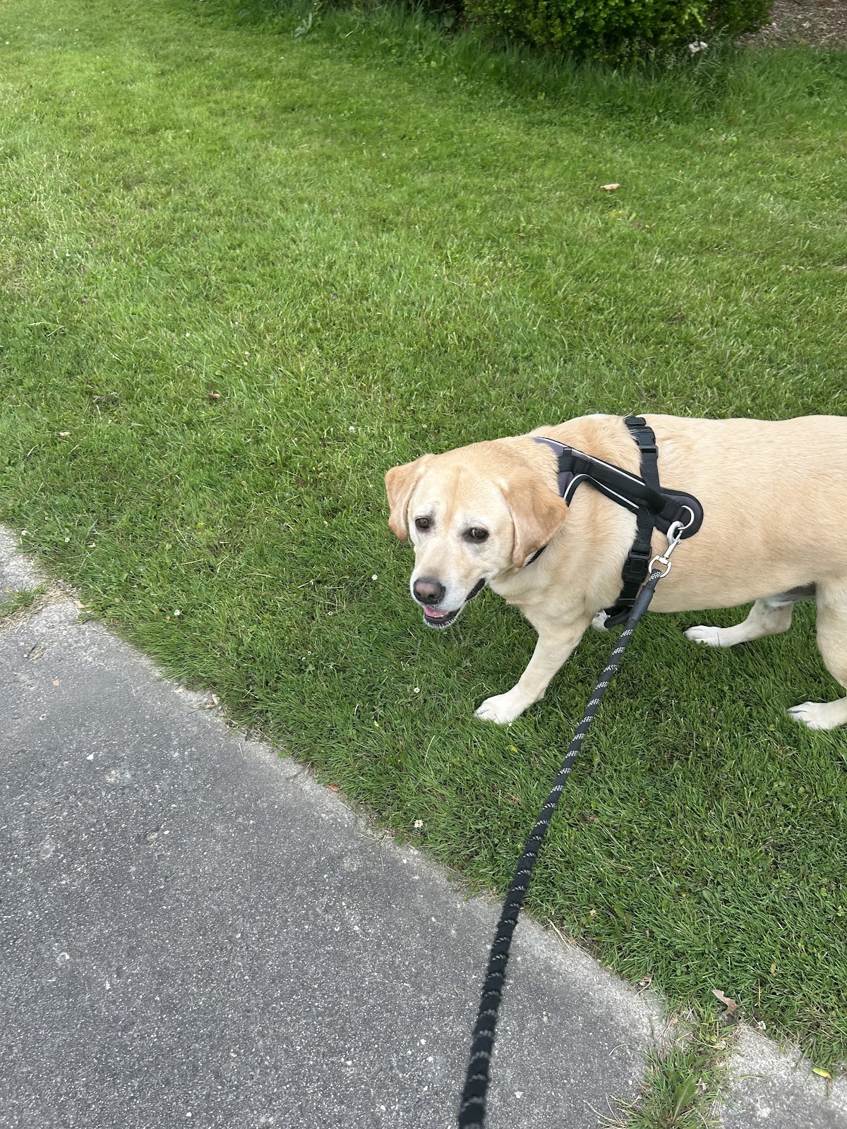 Happy Paws Pet Services - Photo 2