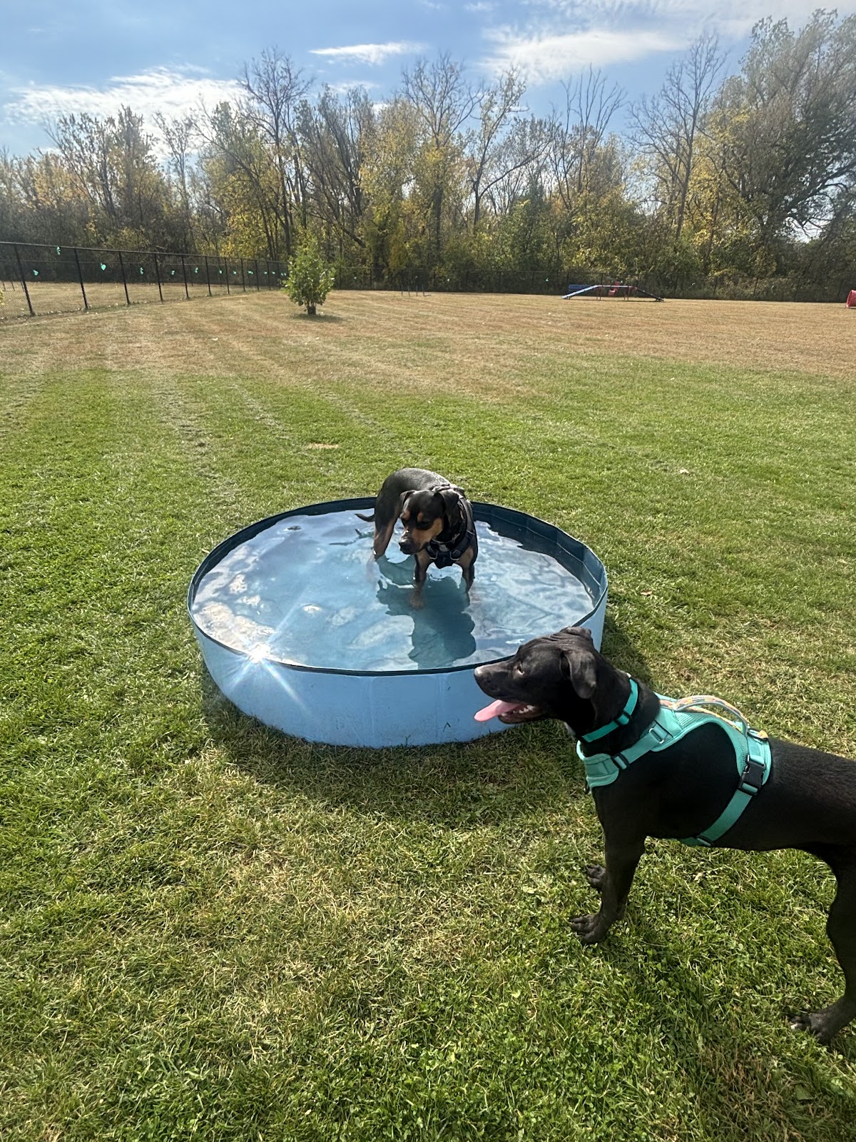 Happy Paws Pet Services - Photo 3